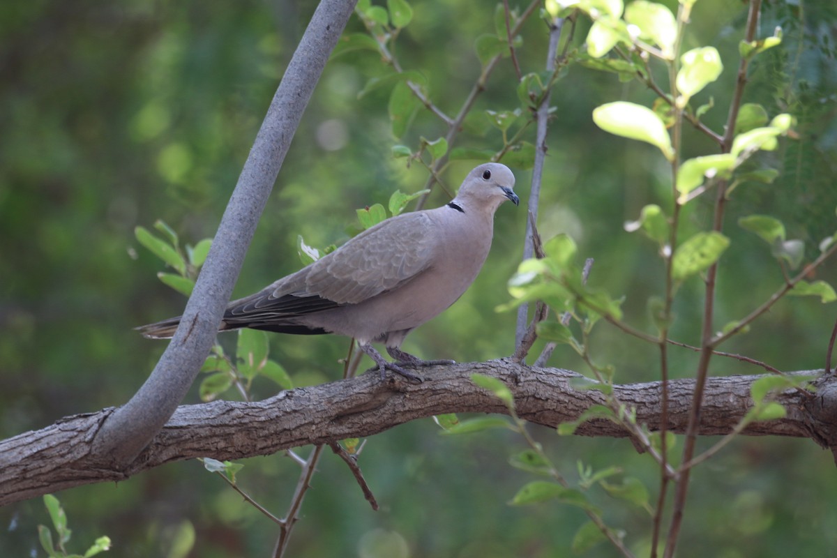 Eurasian Collared-Dove - Oscar Campbell