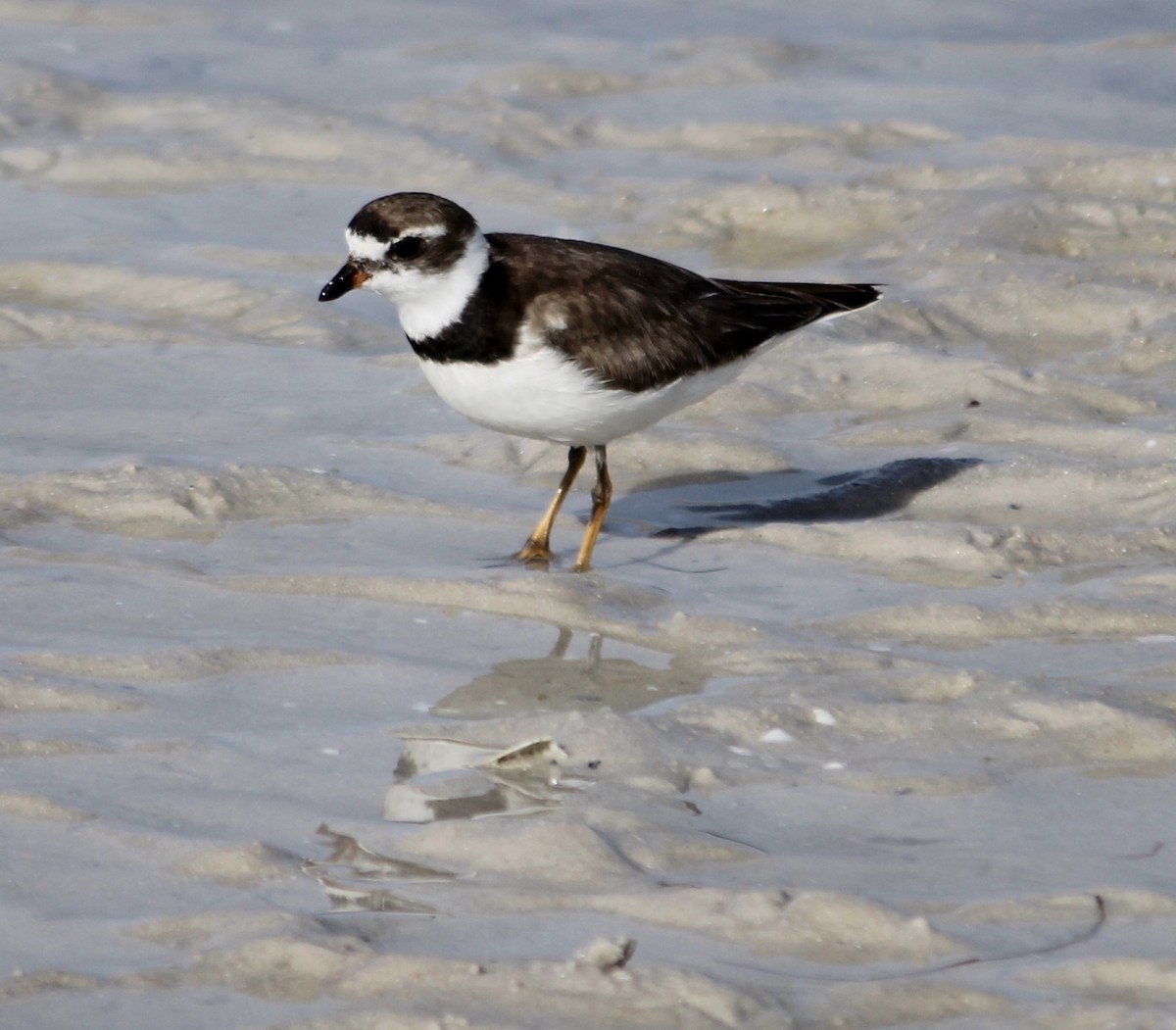 Semipalmated Plover - ML284619761