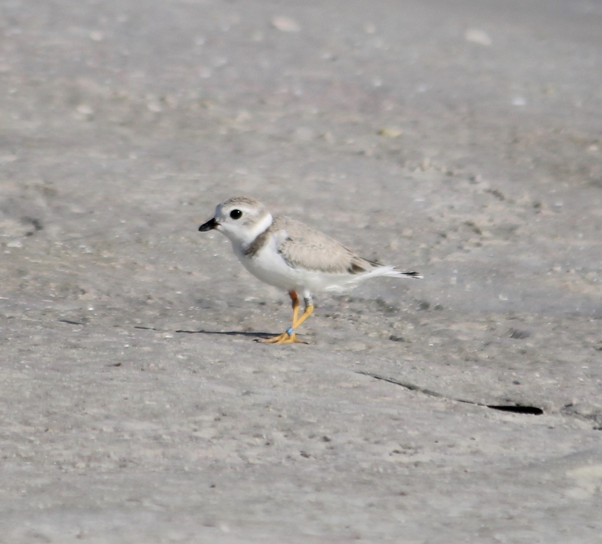 Piping Plover - ML284619831