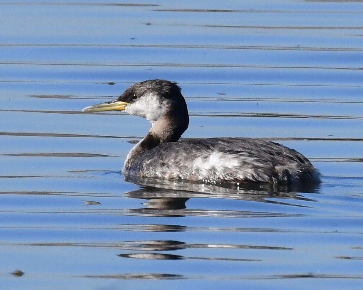 Red-necked Grebe - ML284621551