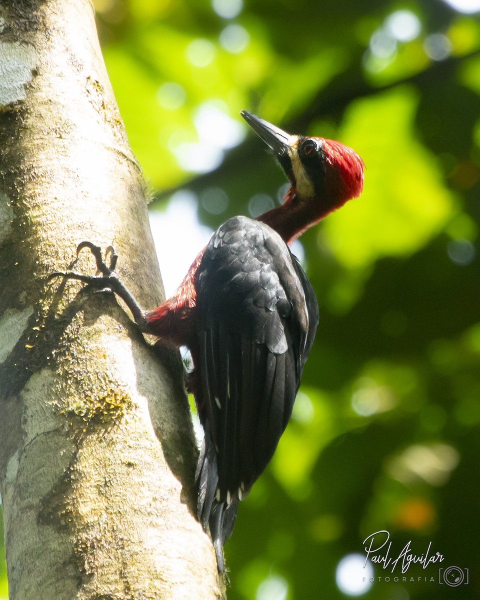 Crimson-bellied Woodpecker - ML284629251