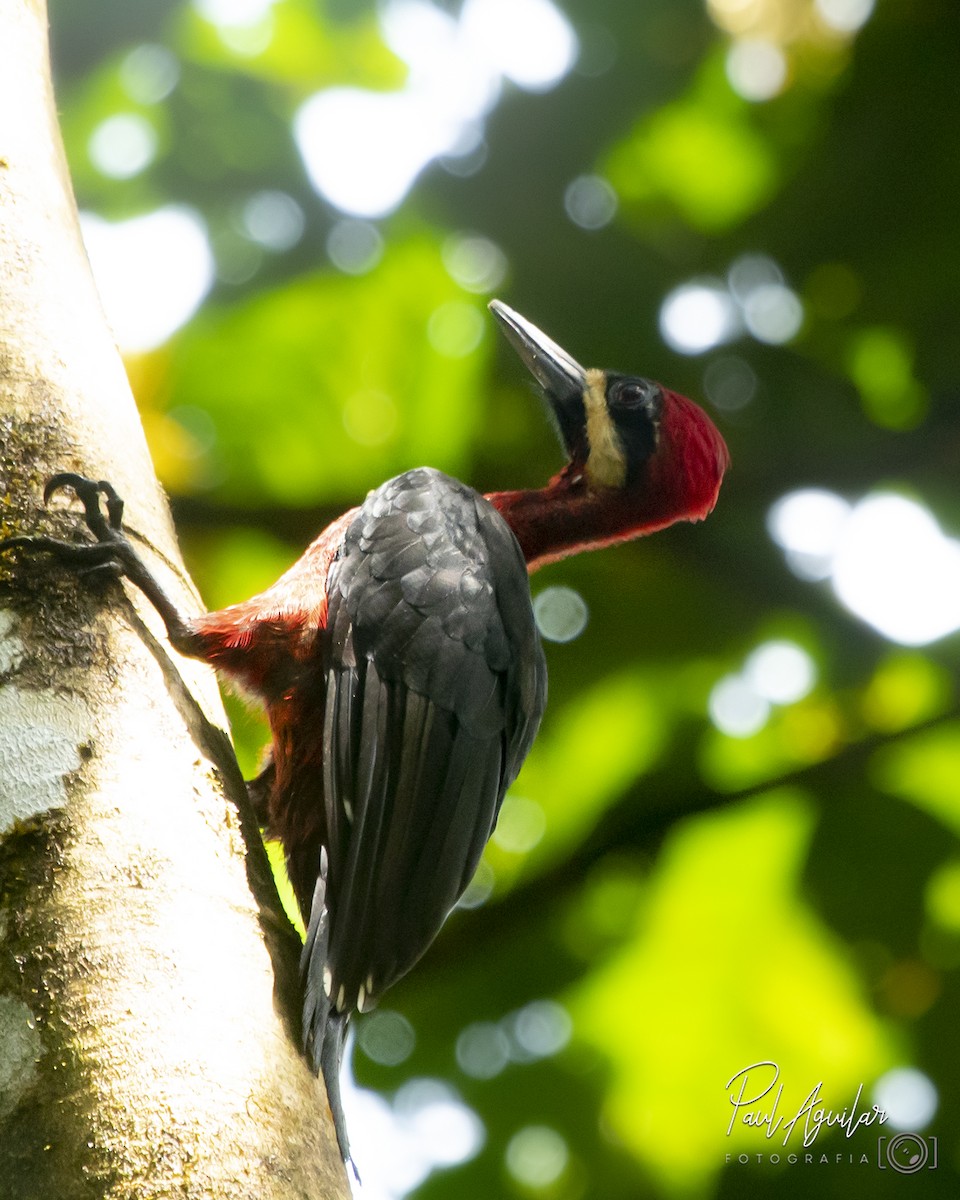 Crimson-bellied Woodpecker - Paul Aguilar