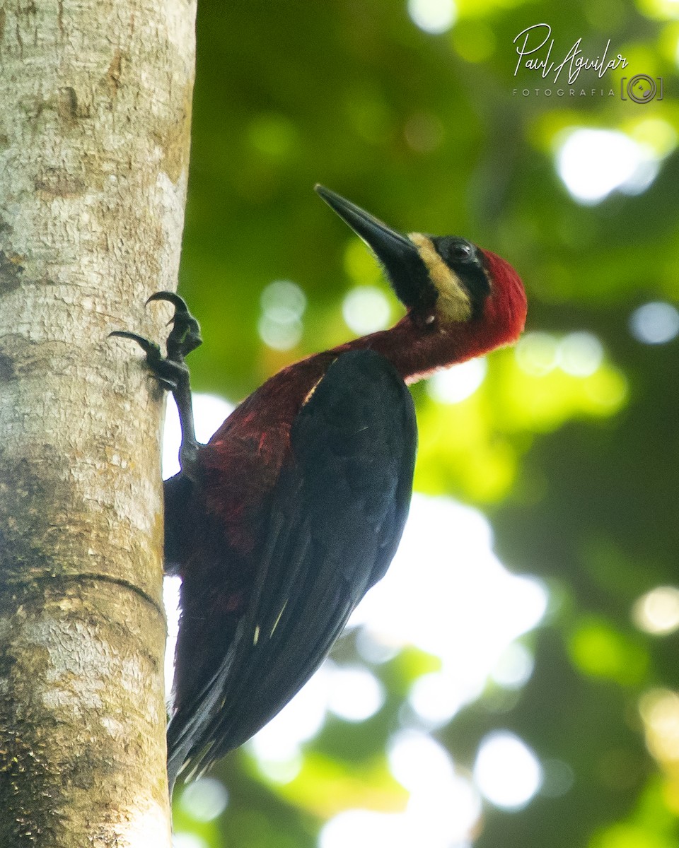 Crimson-bellied Woodpecker - ML284629271