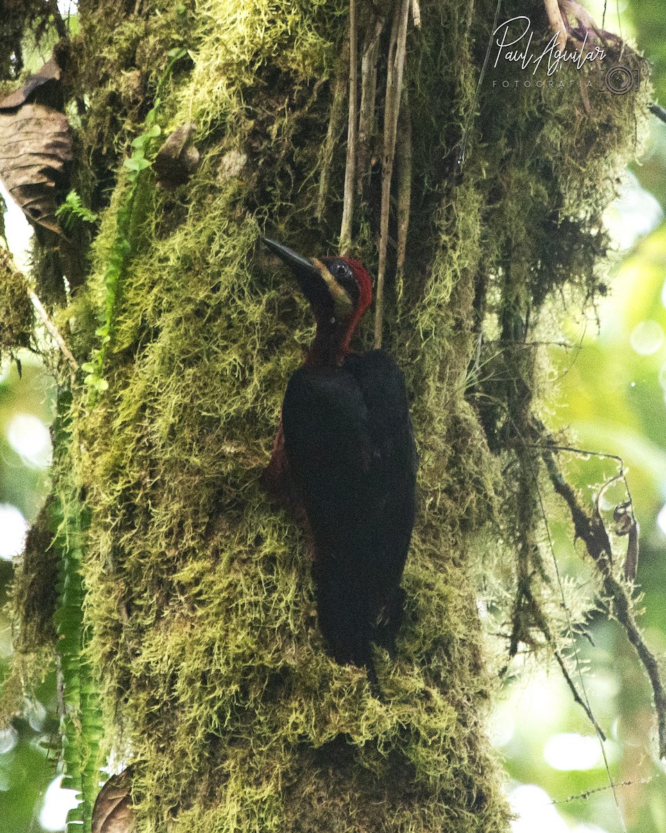 Crimson-bellied Woodpecker - Paul Aguilar