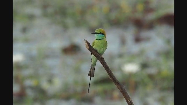 Asian Green Bee-eater - ML284631631