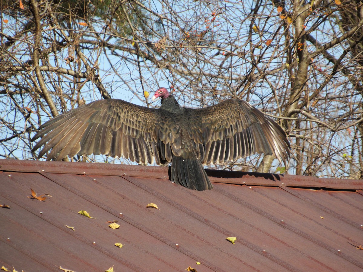 Turkey Vulture - ML284631871