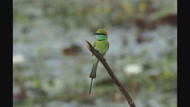 Asian Green Bee-eater - ML284632151