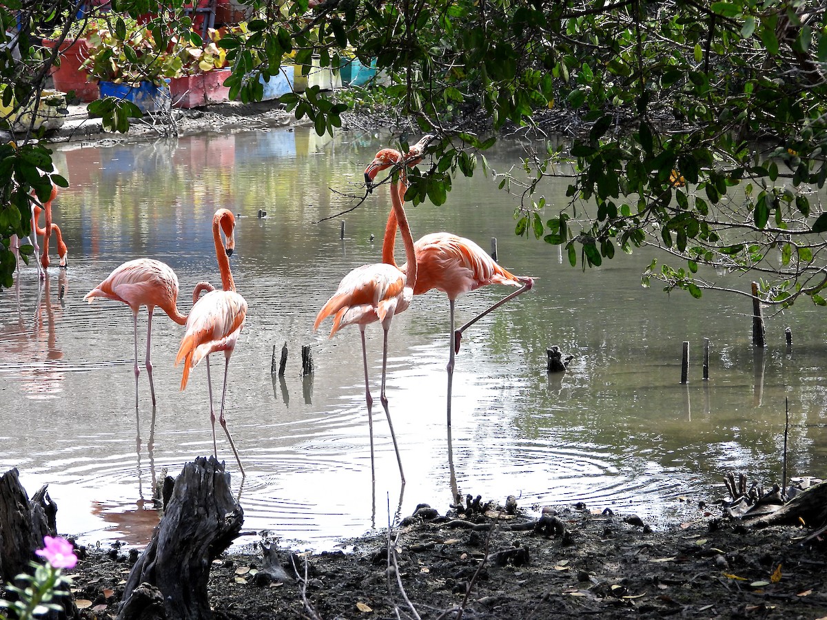 American Flamingo - Arcelio U. Blanco Nuñez