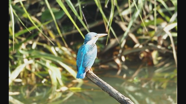 Common Kingfisher - ML284635811