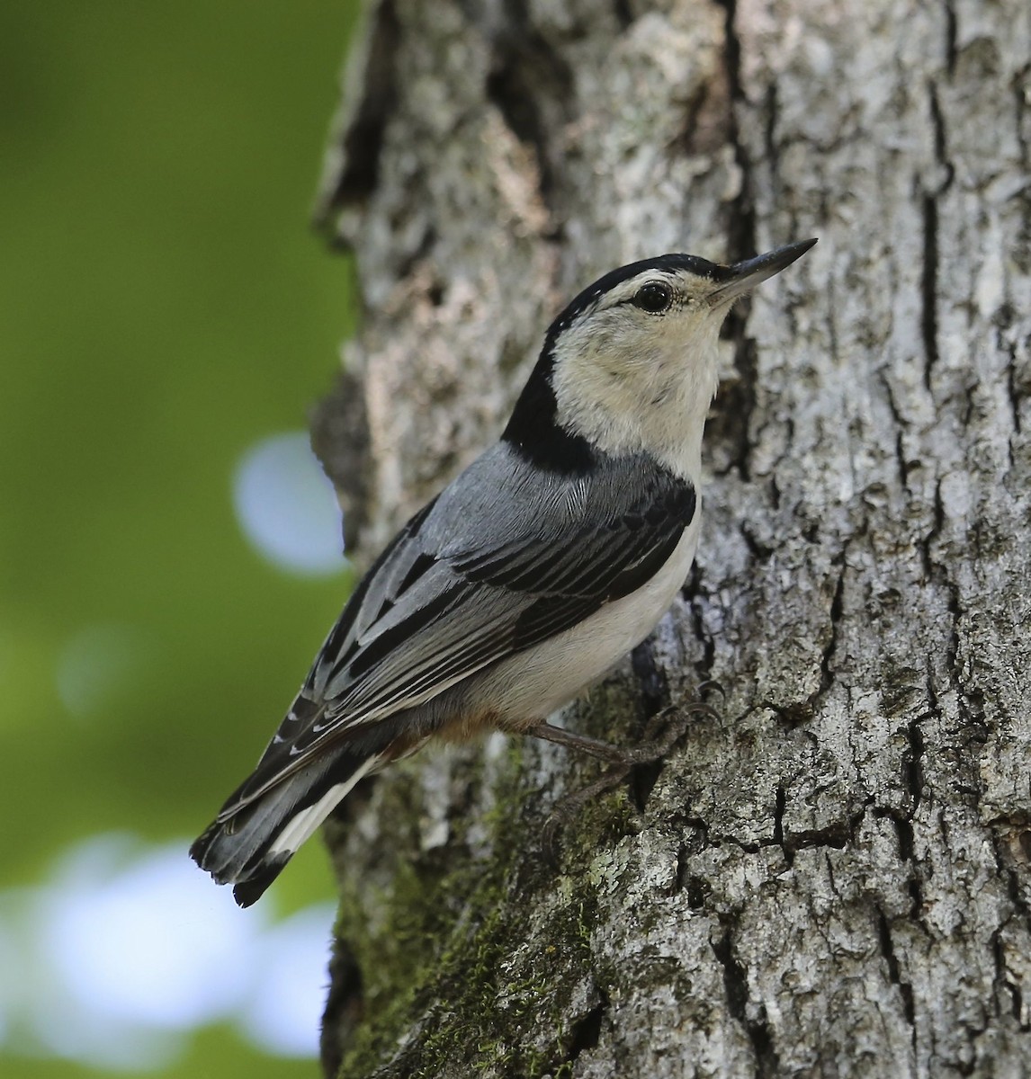 White-breasted Nuthatch - ML28463651
