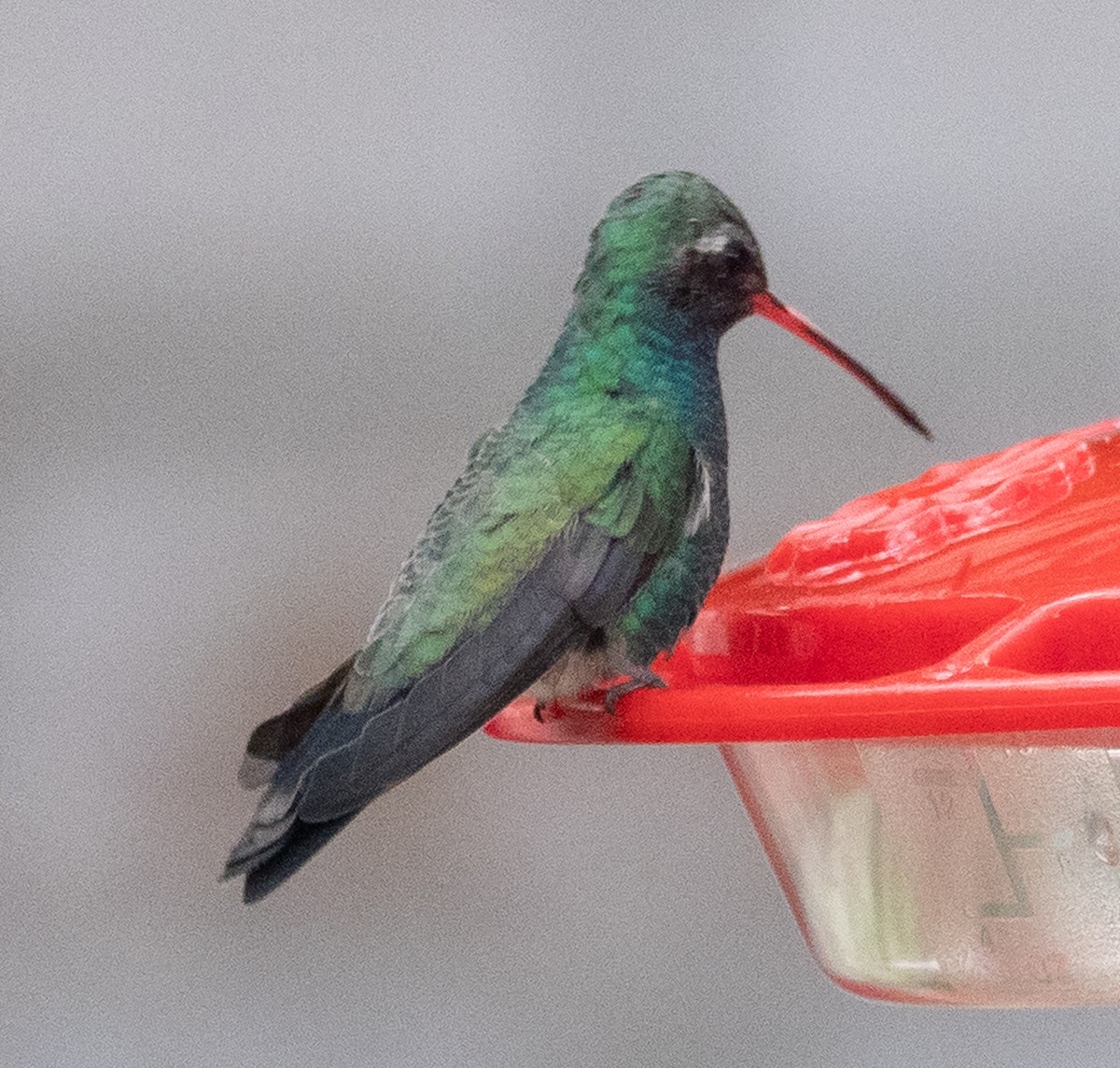 Broad-billed Hummingbird - ML284638111