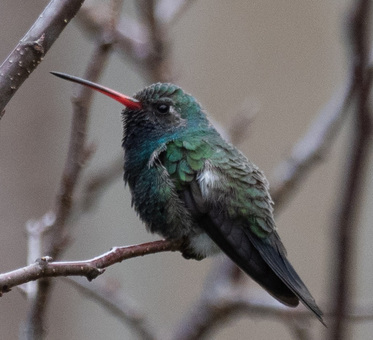 Broad-billed Hummingbird - ML284638141