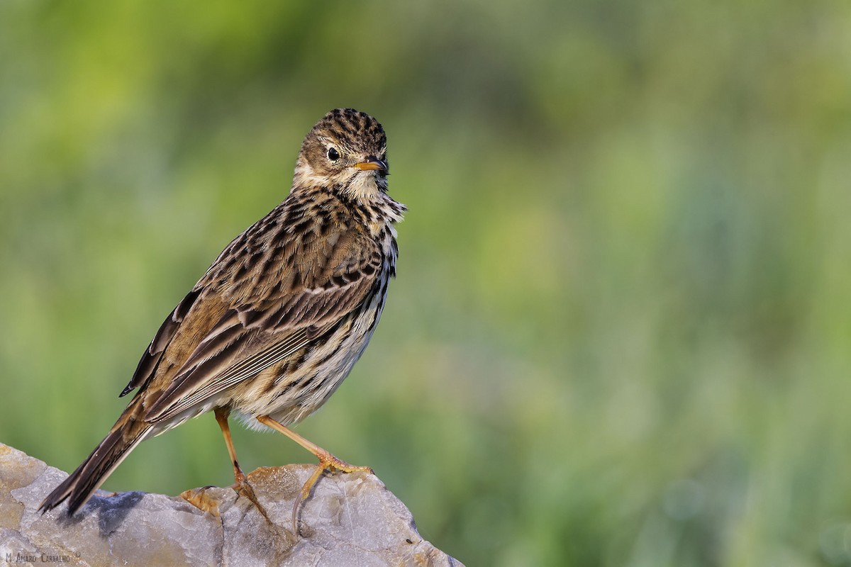 Meadow Pipit - ML284638281