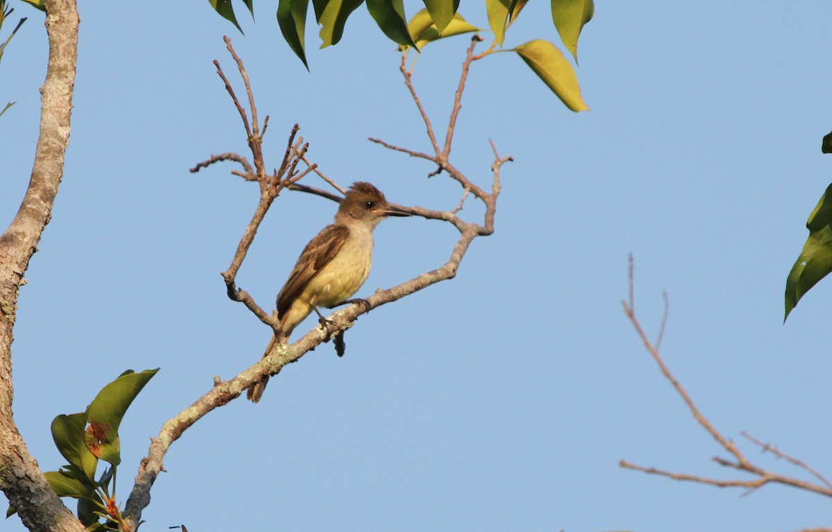 Brown-crested Flycatcher (South American) - Alexander Lees