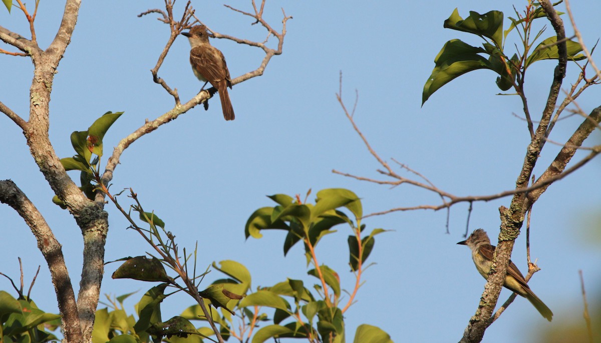 Brown-crested Flycatcher (South American) - ML284641871