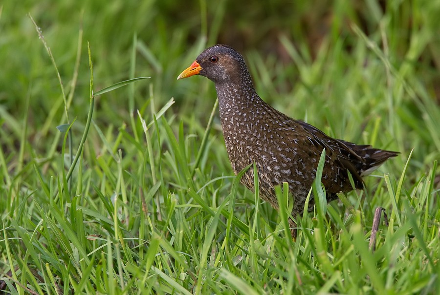 Spotted Crake - Paul Cools