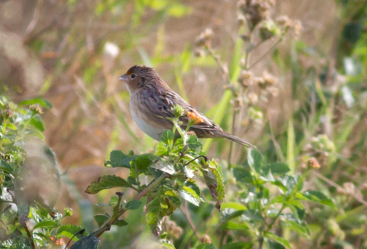Grasshopper Sparrow - ML284656931