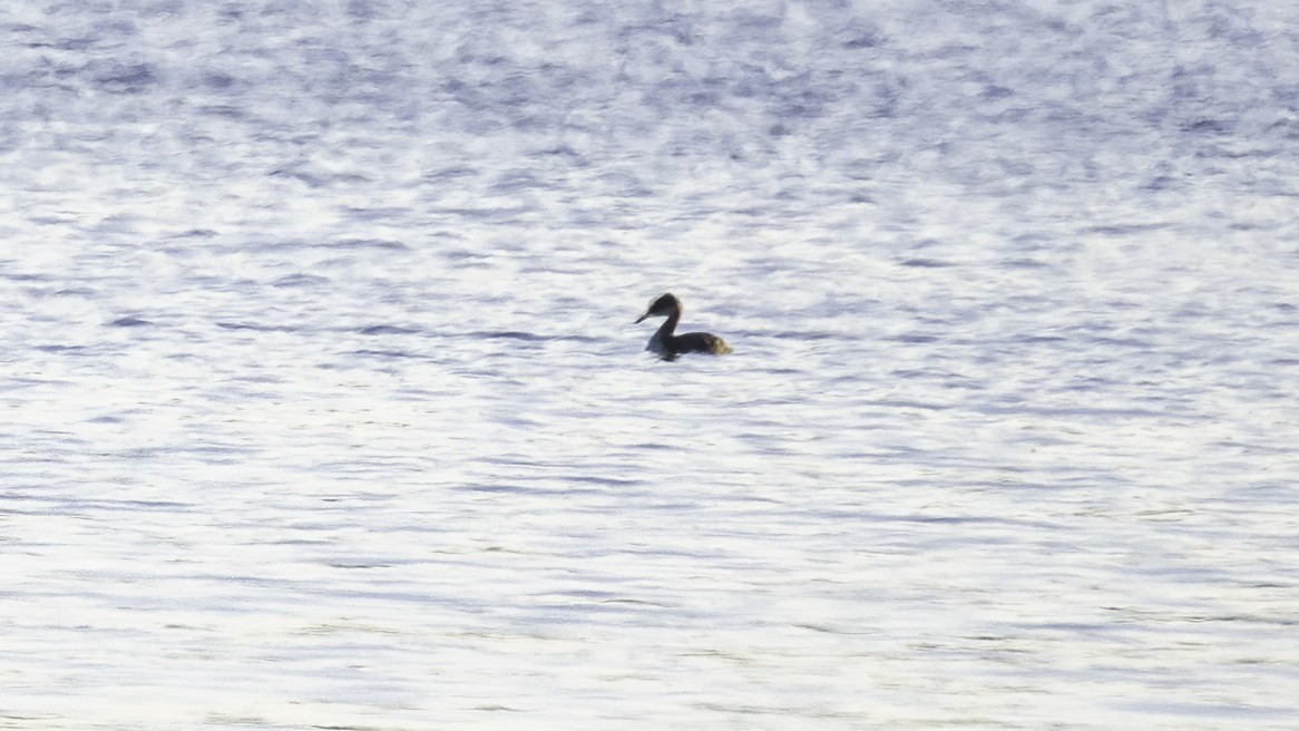 Red-necked Grebe - ML284657461