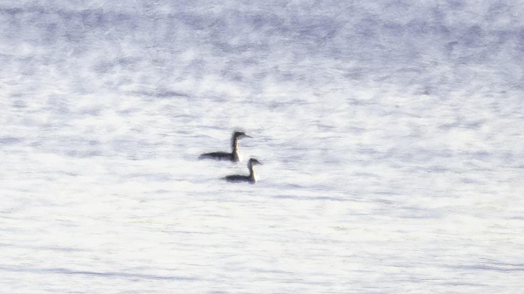 Red-necked Grebe - ML284657561