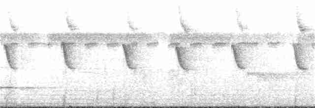 Белобородый колибри-отшельник - ML284678421