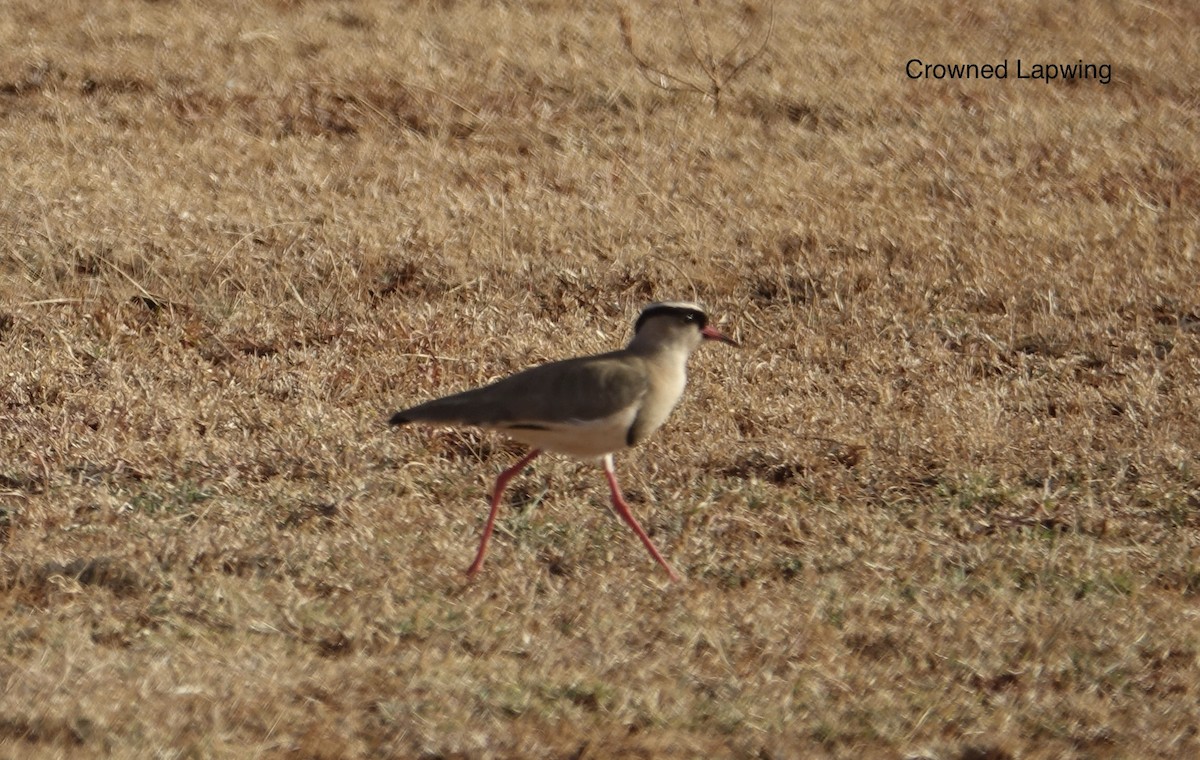 Crowned Lapwing - ML284681721
