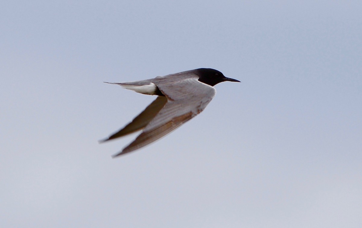 Black Tern (American) - Roger Nielsen