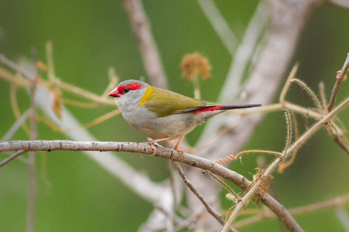 Red-browed Firetail - ML28469001