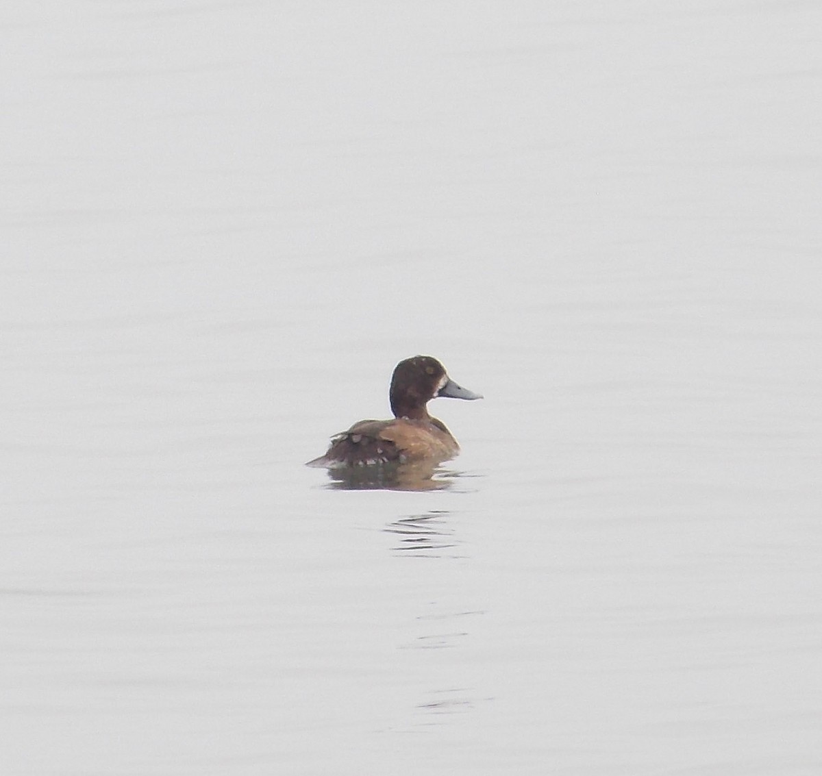 Greater Scaup - ML284696141