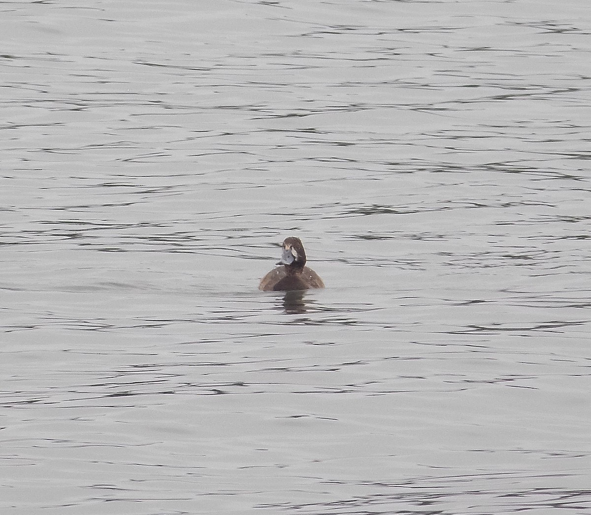 Greater Scaup - ML284696151