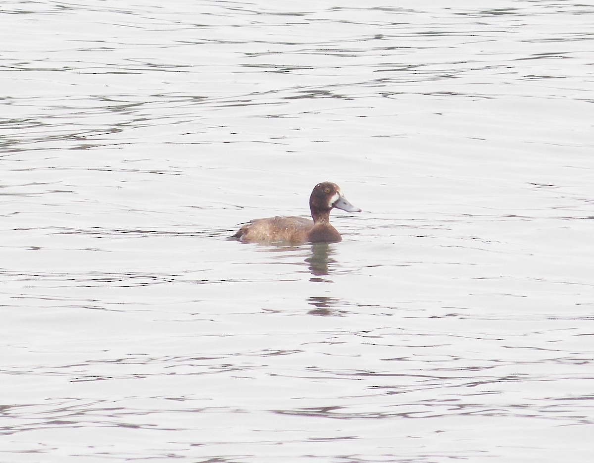 Greater Scaup - ML284696161