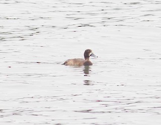 Greater Scaup, ML284696161