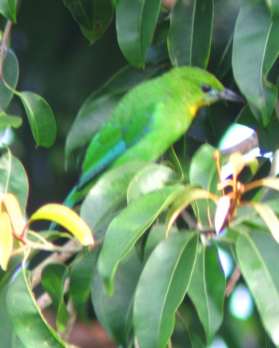 Yellow-throated Leafbird - ML284702421
