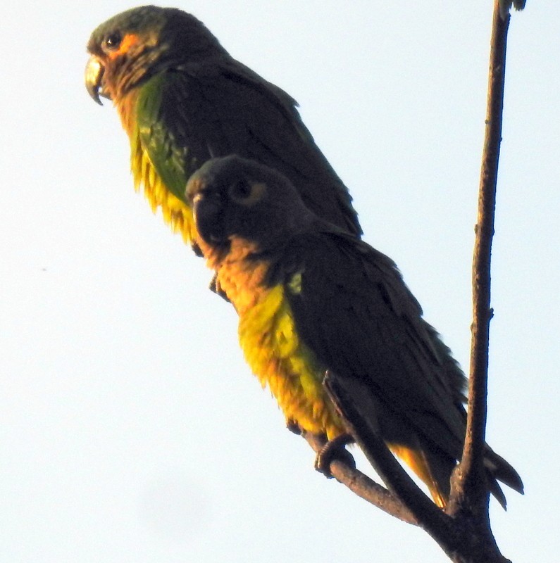 Brown-throated Parakeet - ML284709921