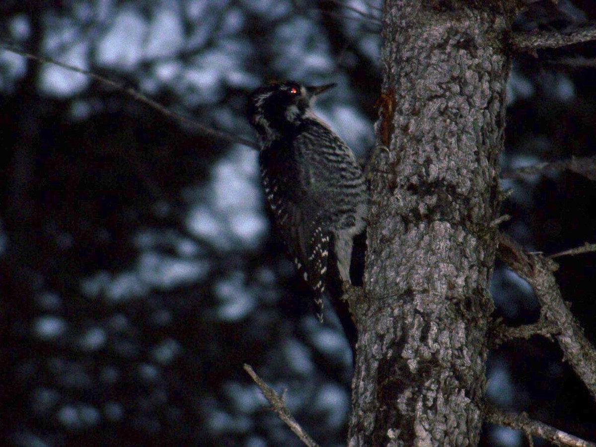 American Three-toed Woodpecker - ML284710531