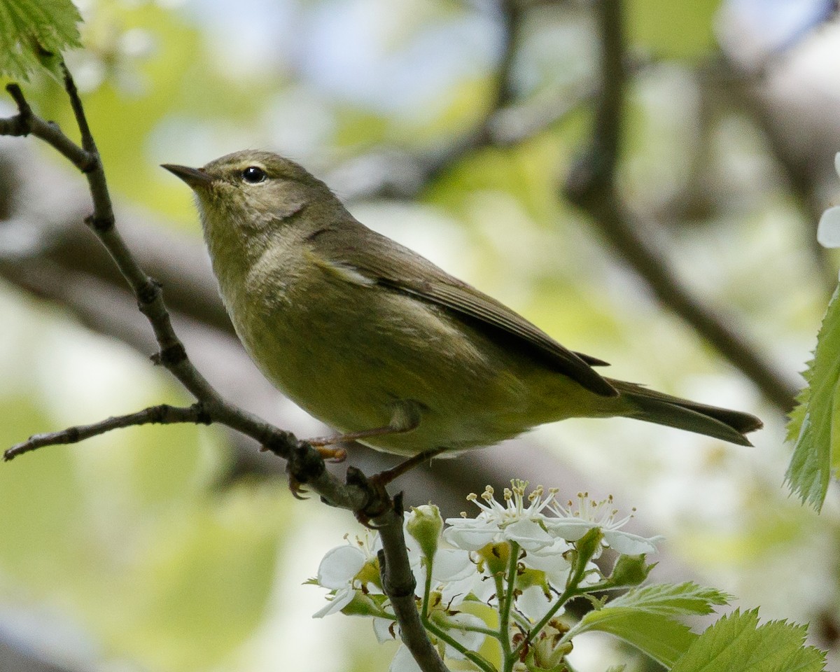 Tennessee Warbler - Jeff Stacey