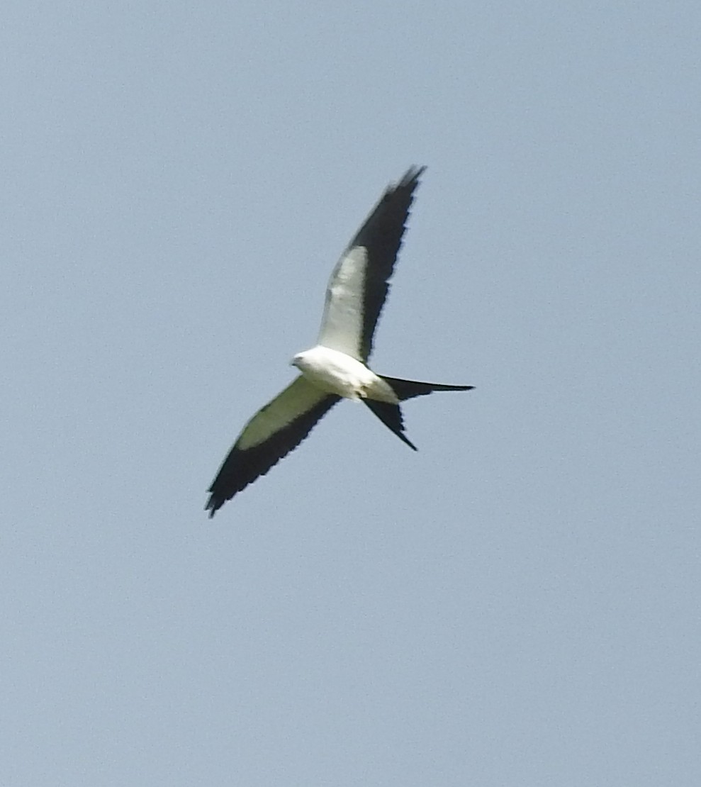 Swallow-tailed Kite - Tresa Moulton