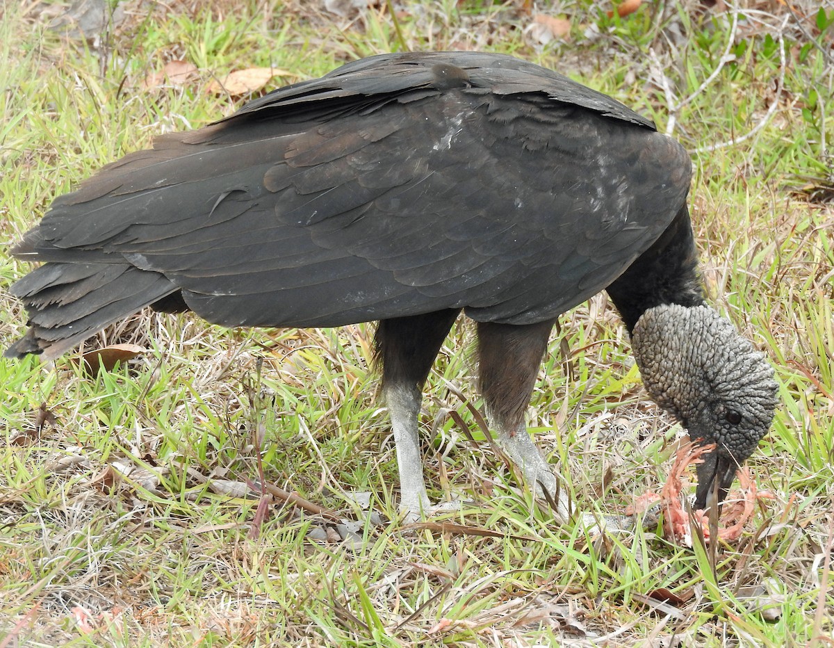 Black Vulture - Tresa Moulton