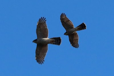 Eurasian Sparrowhawk - ML284717451