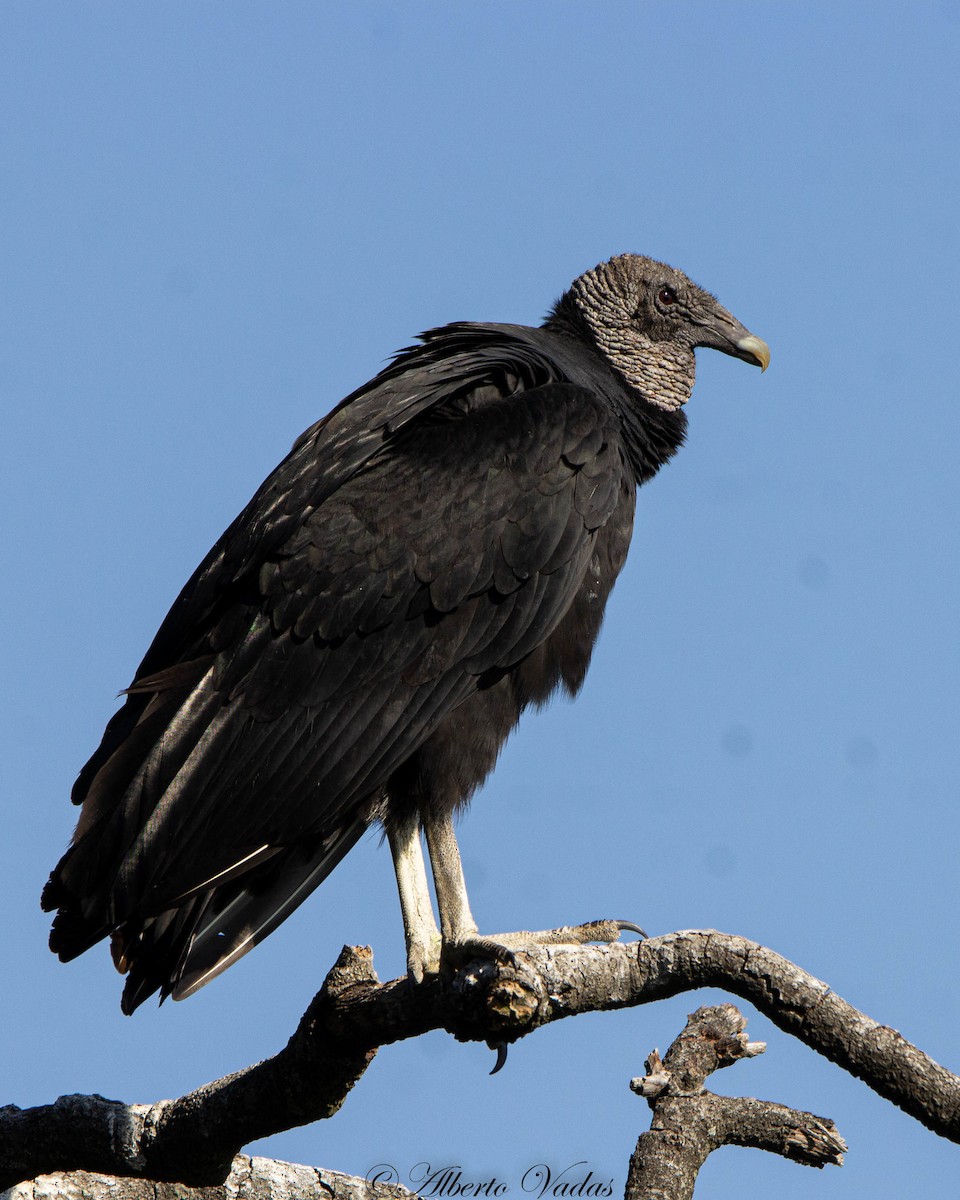 Black Vulture - ML284723791