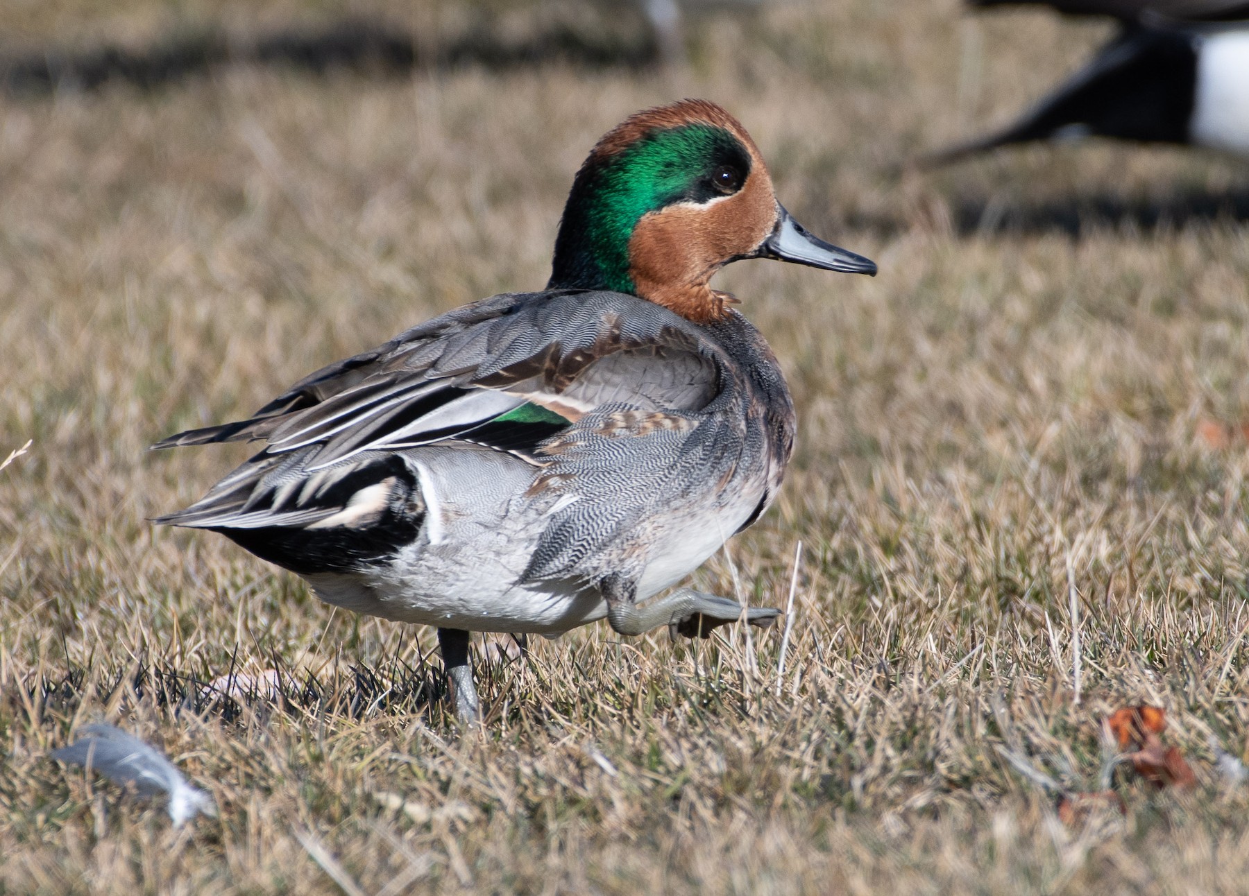 雑種 アメリカヒドリ ｘ コガモ Ebird