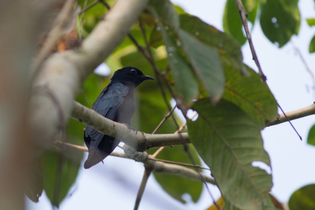 Square-tailed Drongo-Cuckoo - ML284731601