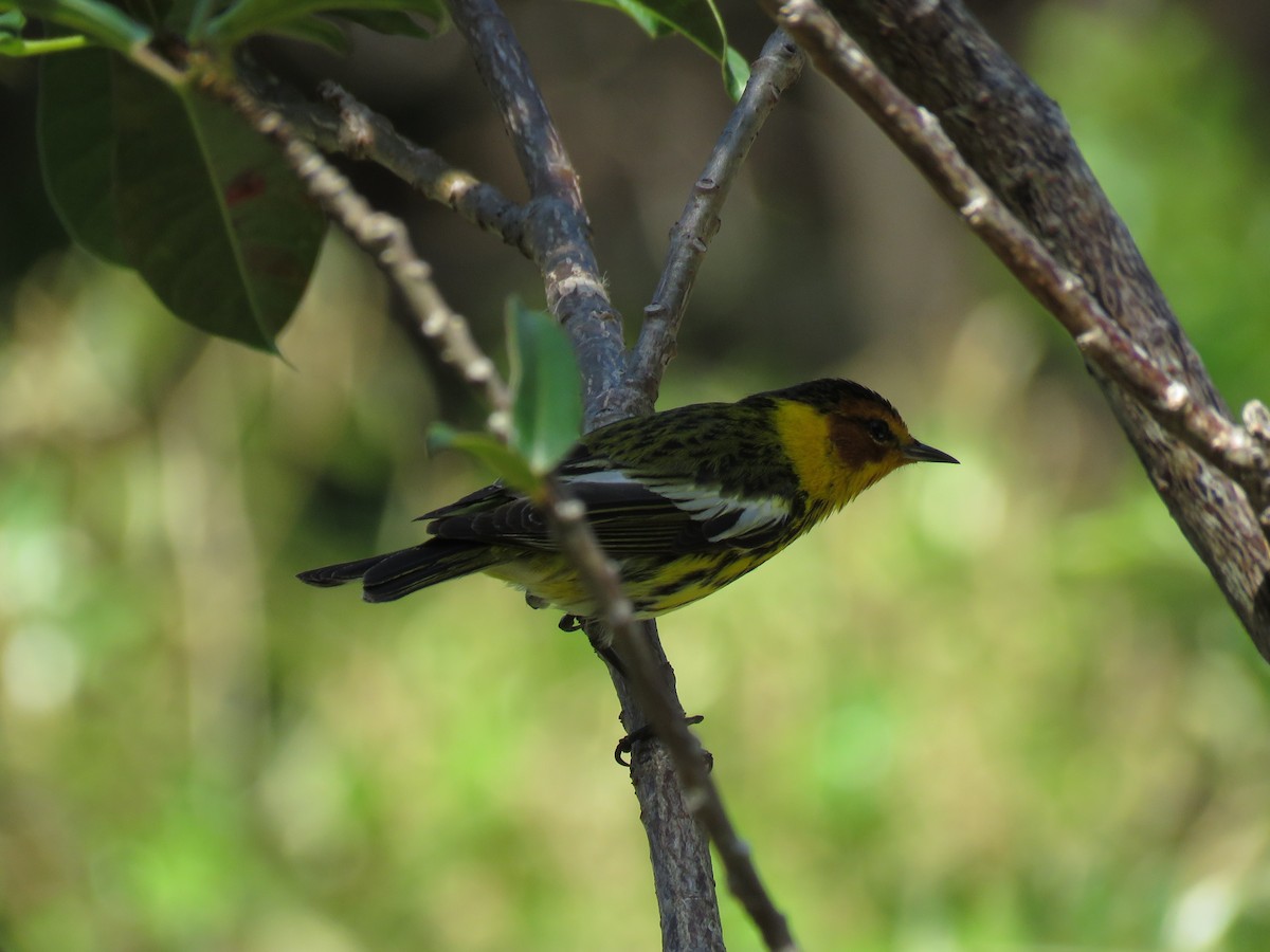 Cape May Warbler - ML284733941
