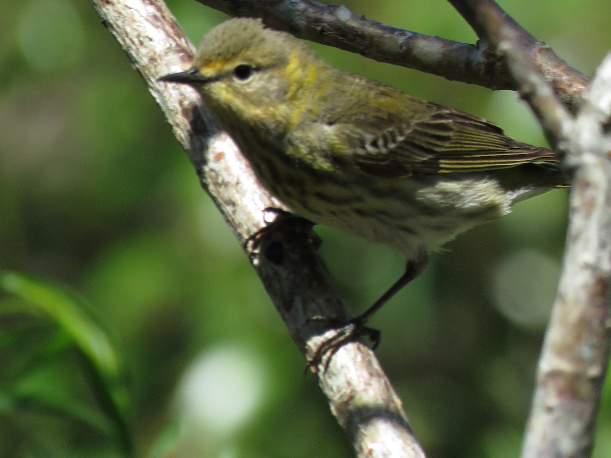 Cape May Warbler - ML284733961