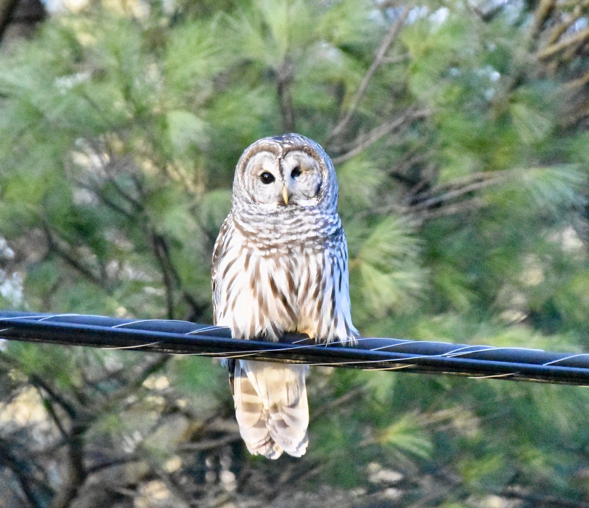 Barred Owl - ML284734971