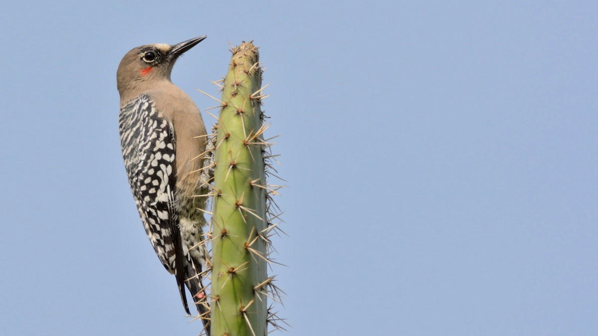 Gray-breasted Woodpecker - Miguel Aguilar @birdnomad