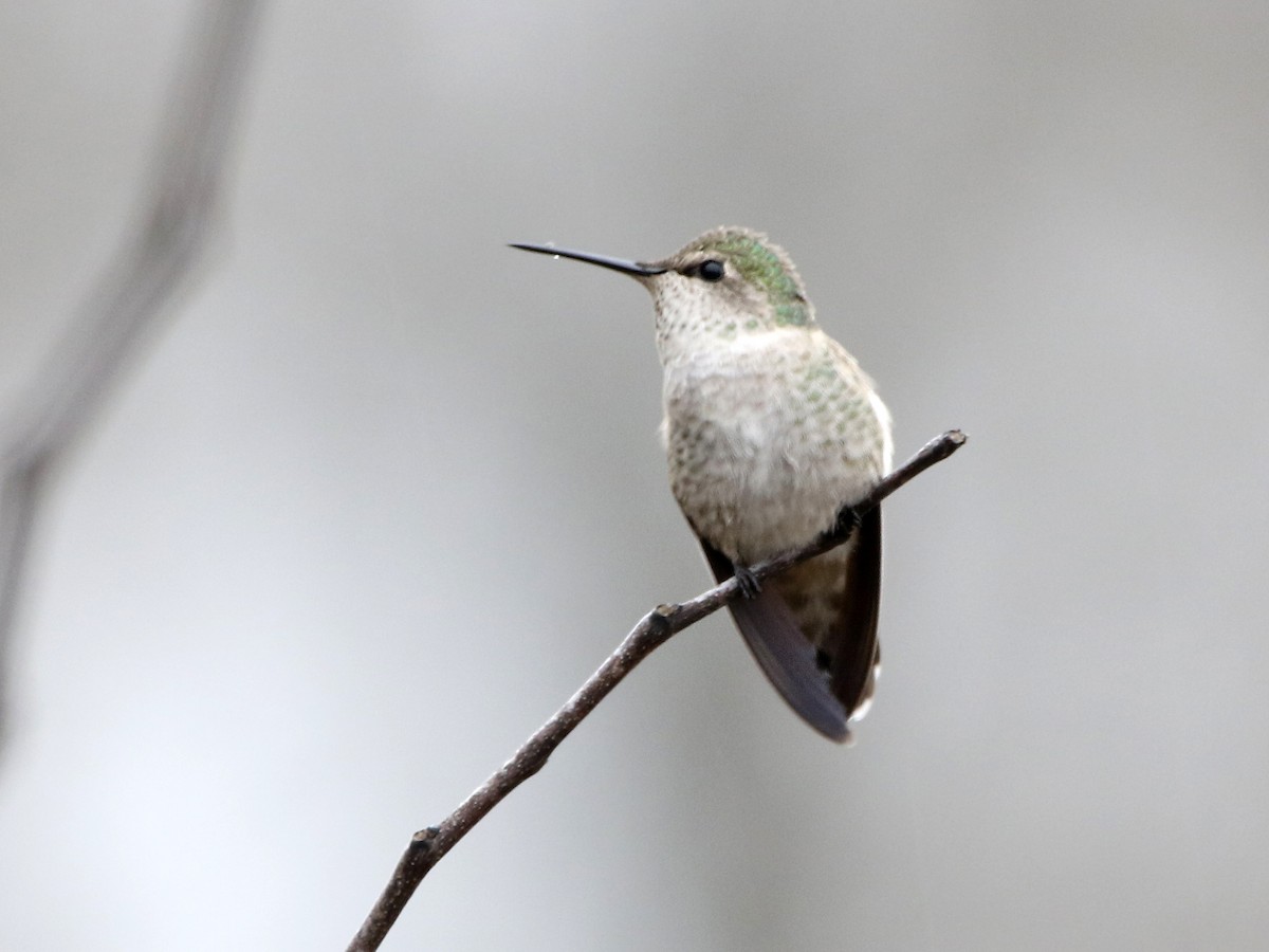 Anna's Hummingbird - ML284739381