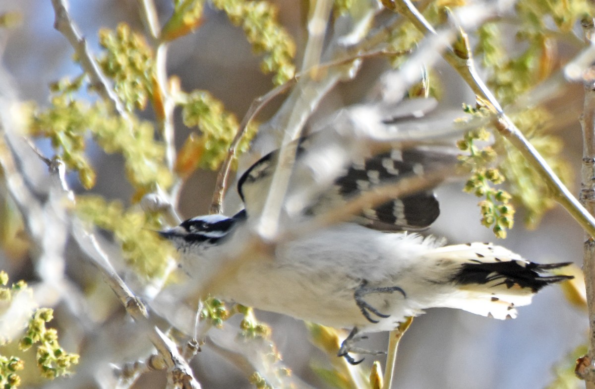 Downy Woodpecker (Rocky Mts.) - ML28474021