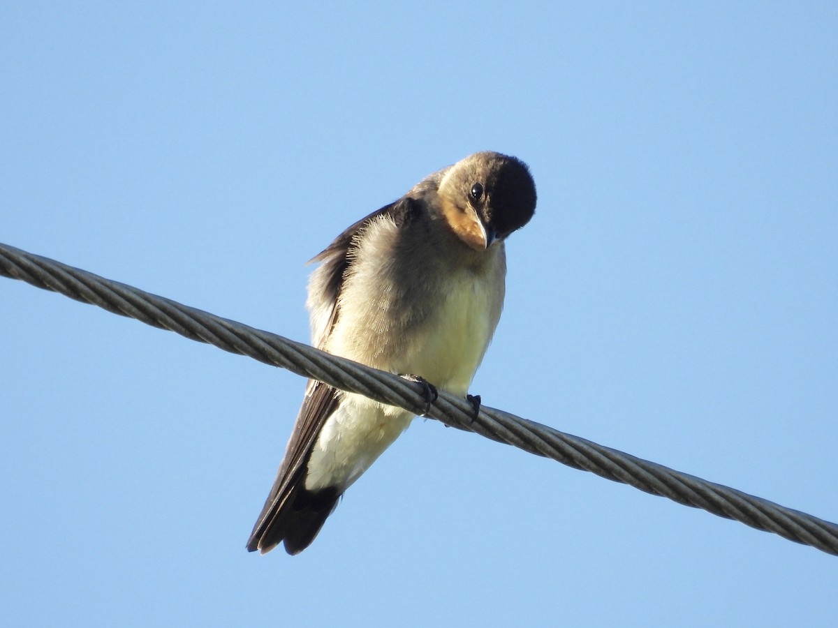 Southern Rough-winged Swallow - ML284745881