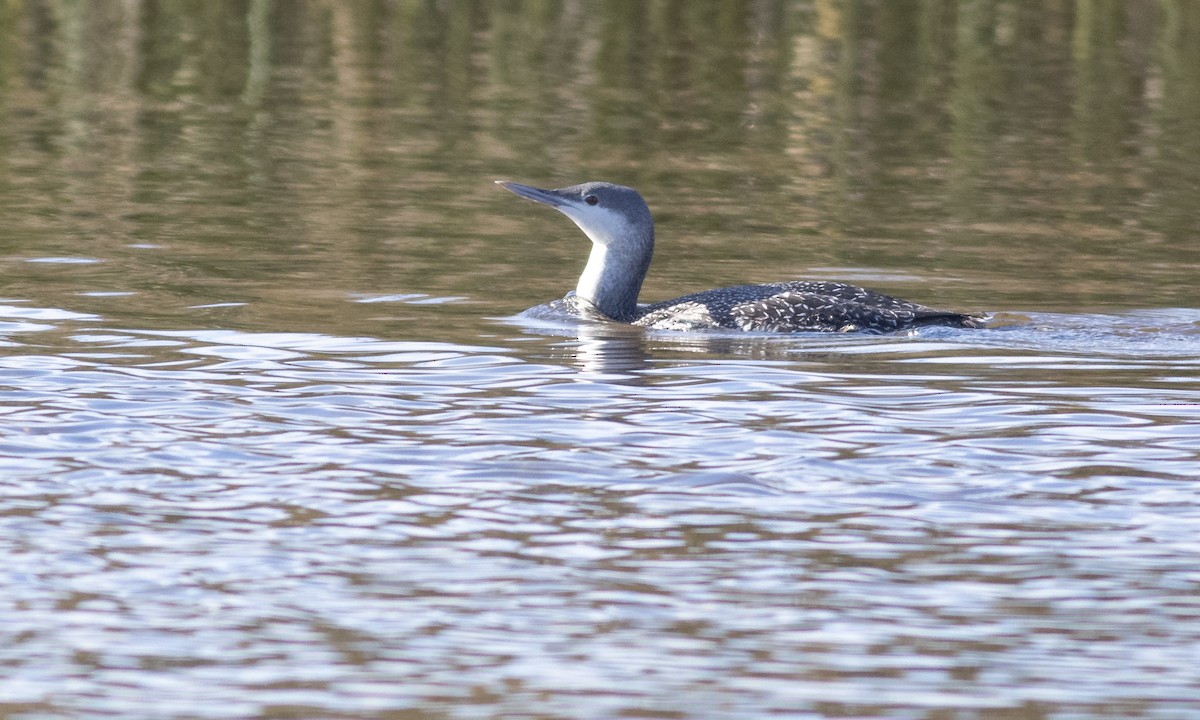 Red-throated Loon - ML284754631