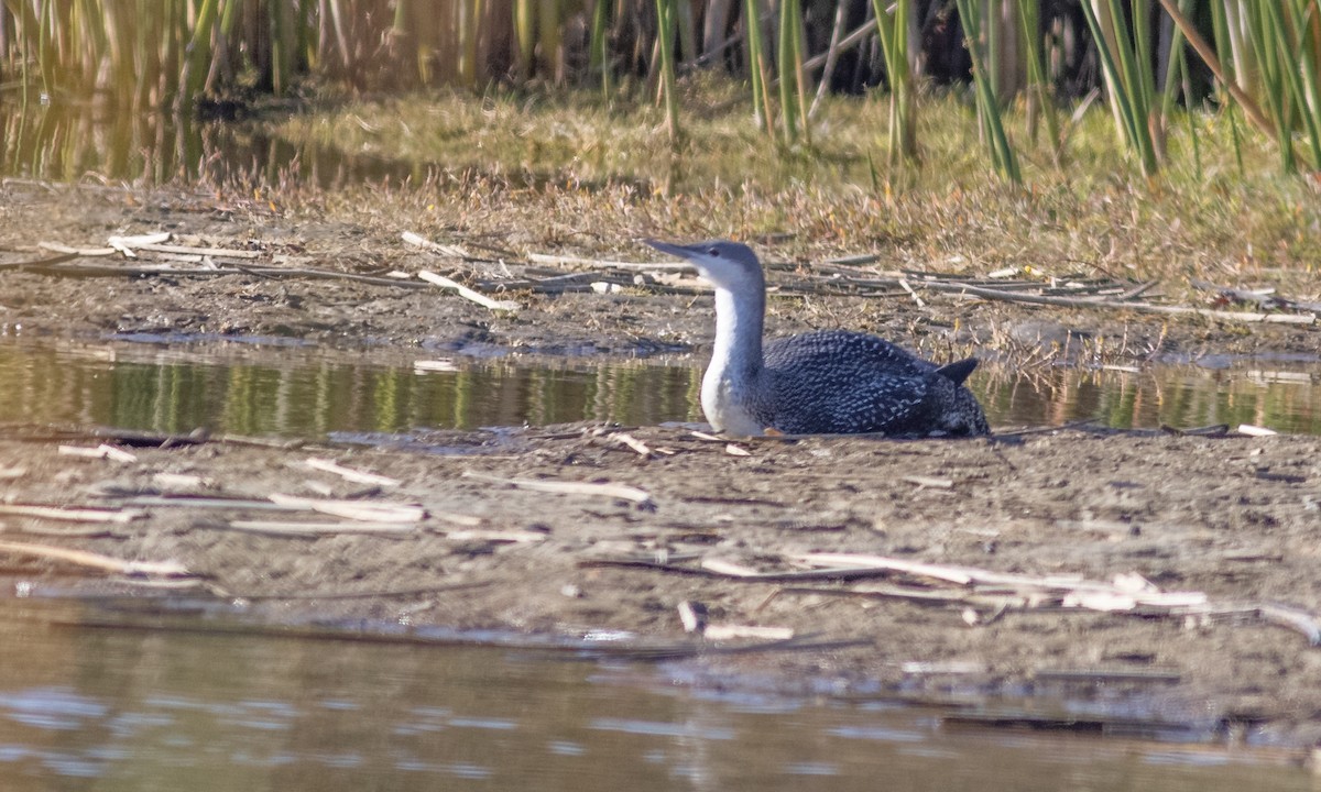 Red-throated Loon - ML284754641